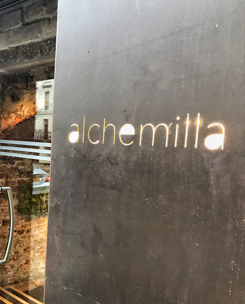 Alchemilla